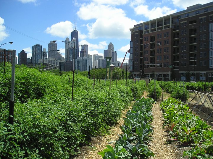 Protecting Urban Environments: Role of Local Bodies in India